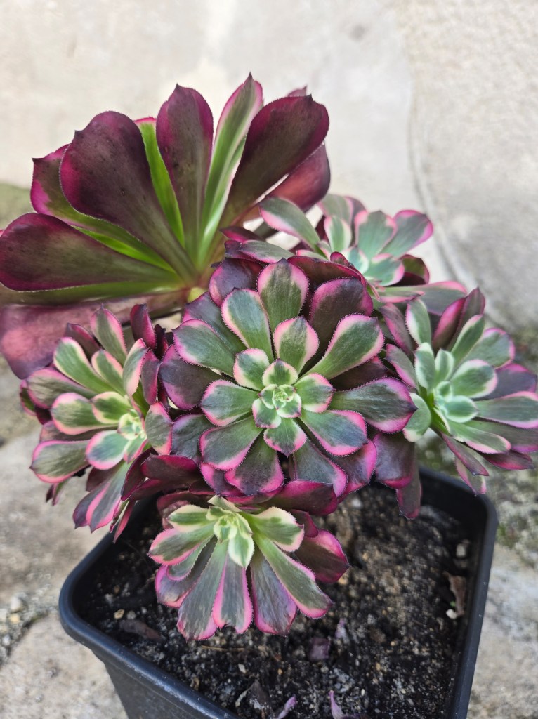 Aeoniun Fallen Whale