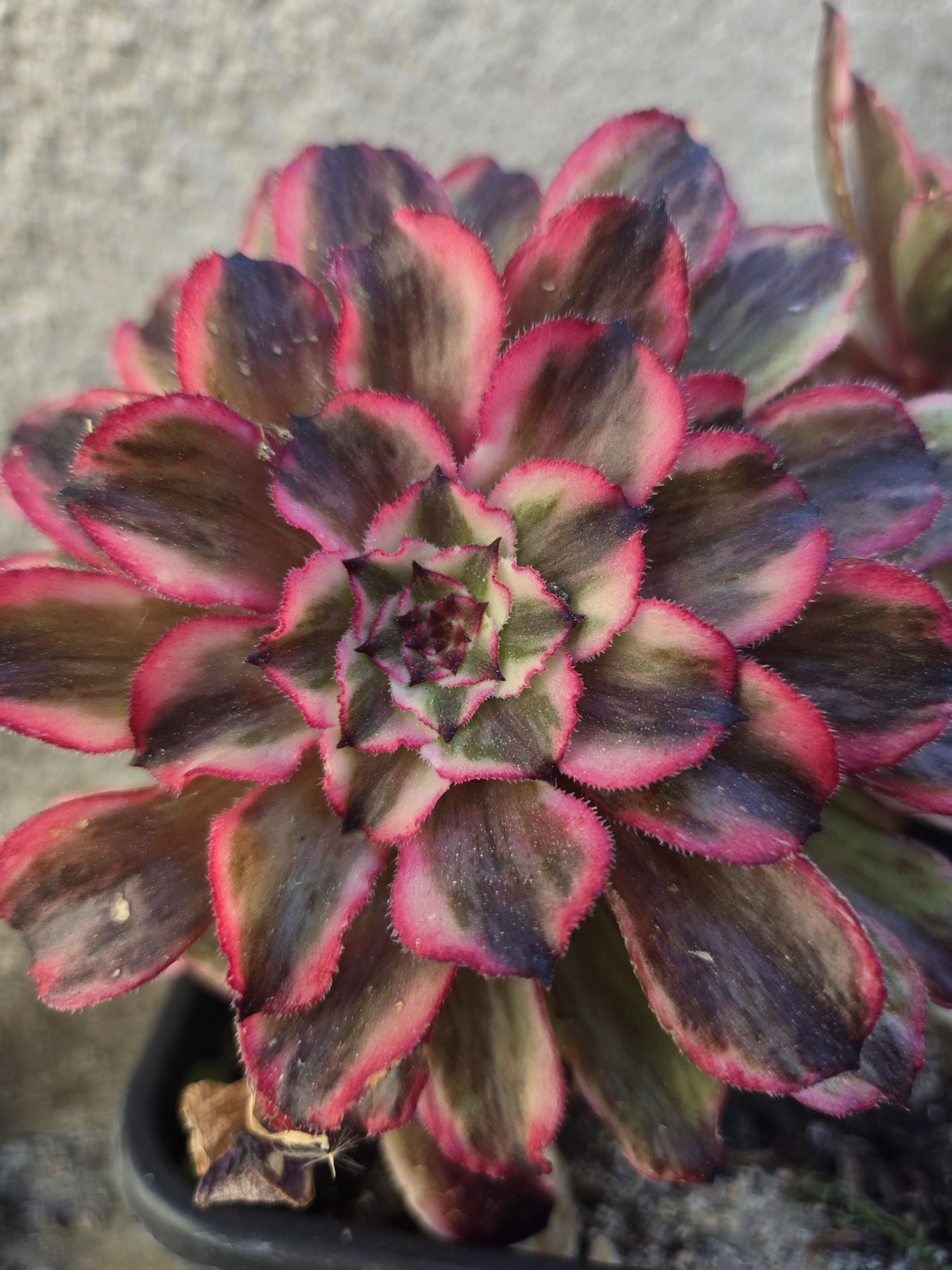 Aeonium &lsquo;Auspicious Clouds&rsquo;