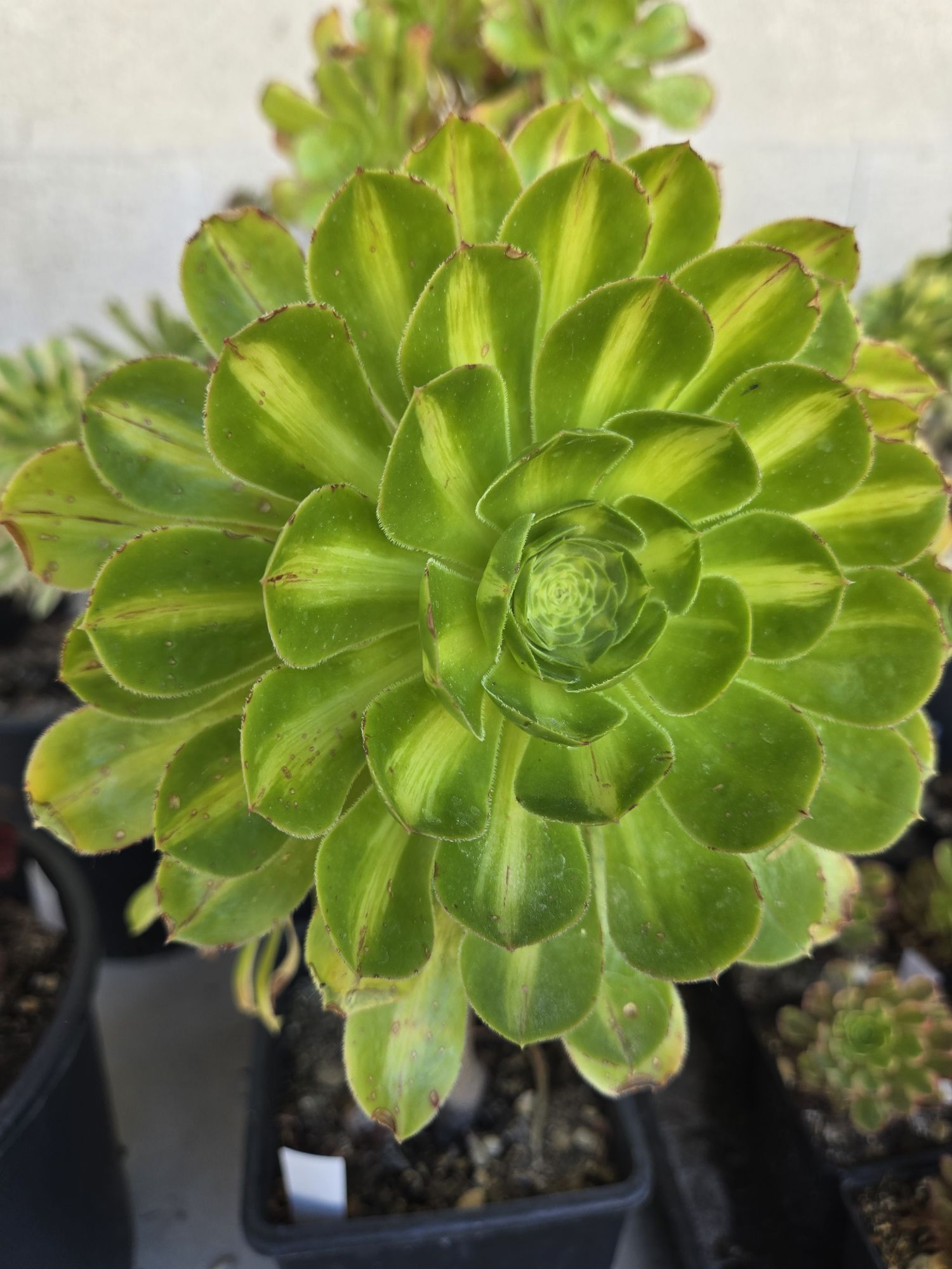 Aeonium Buluochun (Albovariegatum middle)
