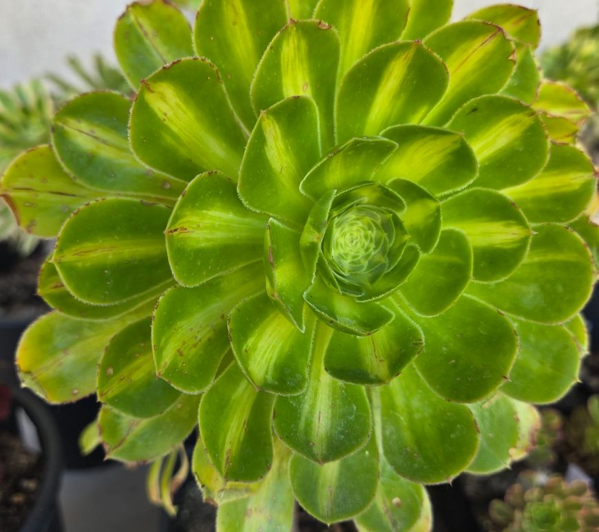 Aeonium Buluochun (Albovariegatum middle)