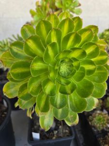 Aeonium Buluochun (Albovariegatum middle)