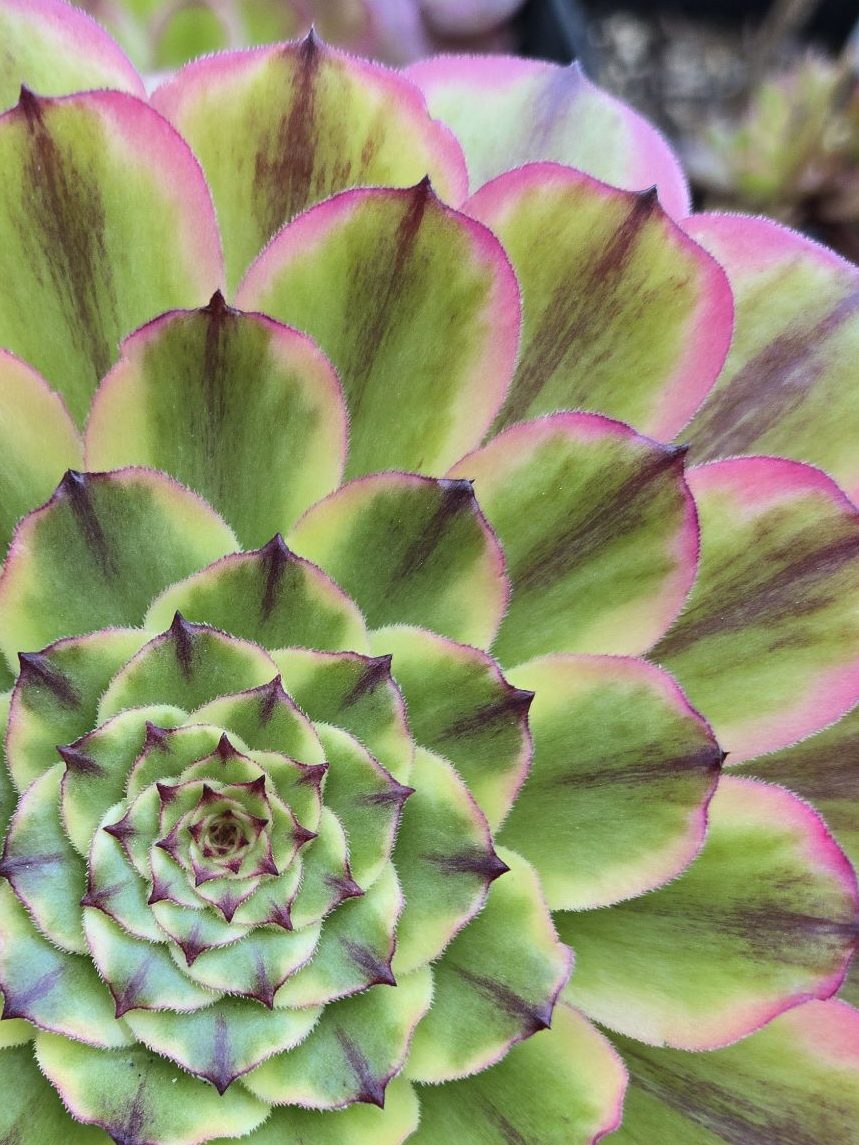 Aeonium Caesar (Czar)