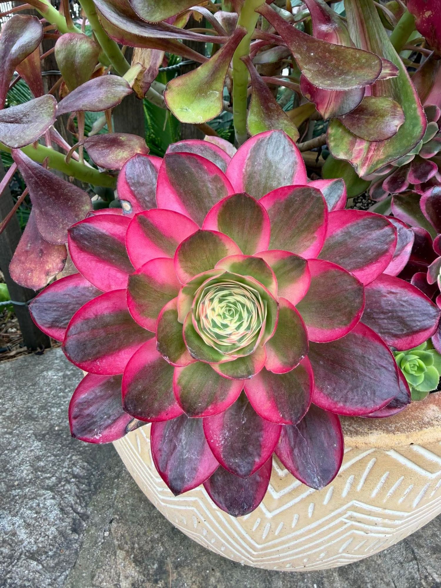 Aeonium &lsquo;Ruyi&rsquo;