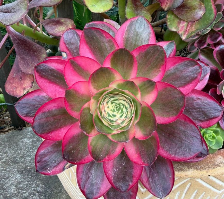 Aeonium Ruyi