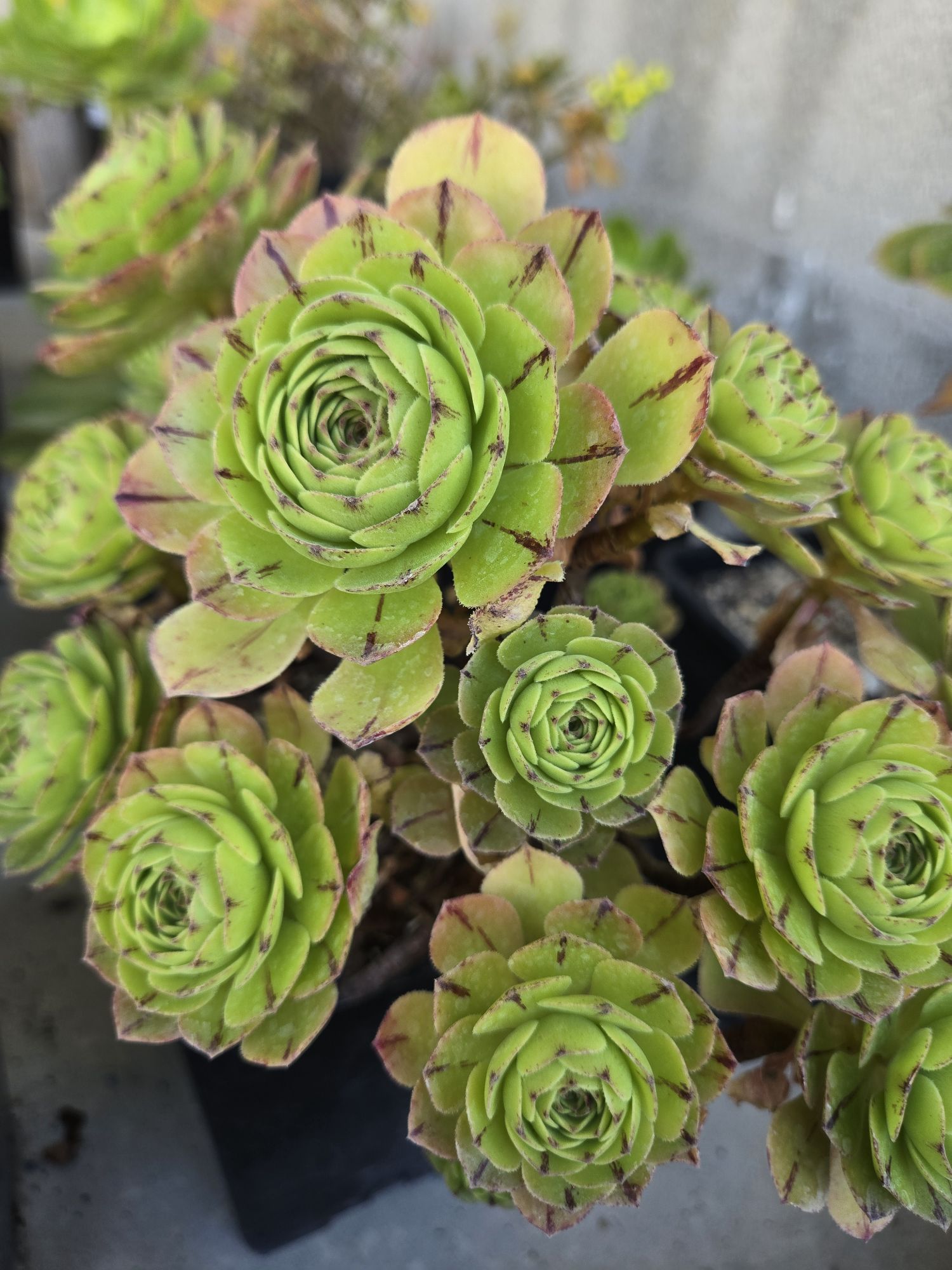 Aeonium &lsquo;Green Mage&rsquo;