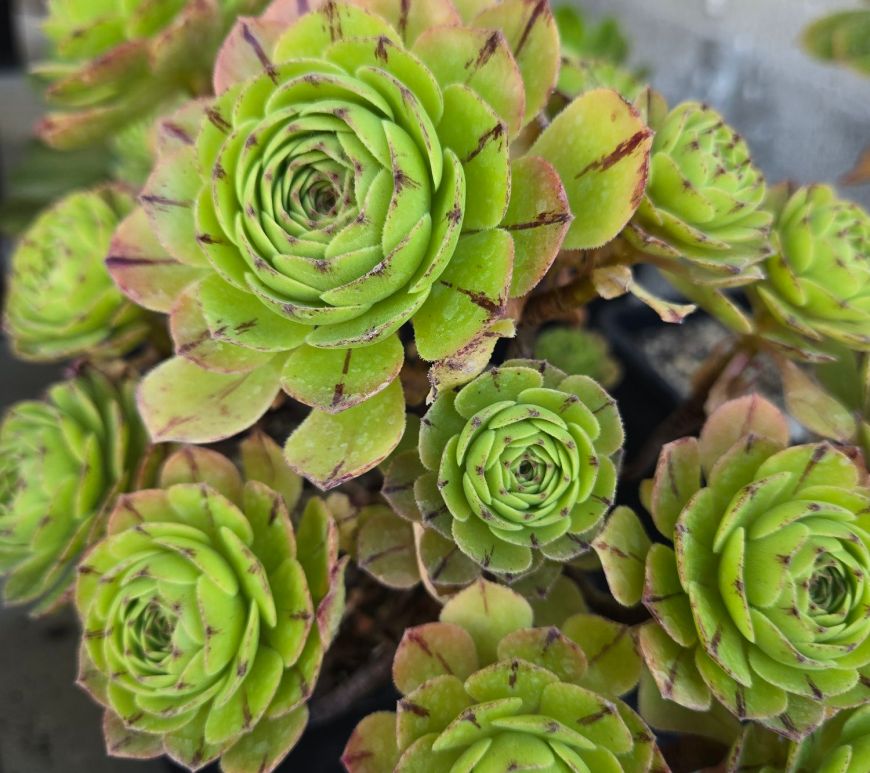 Aeonium Green Mage
