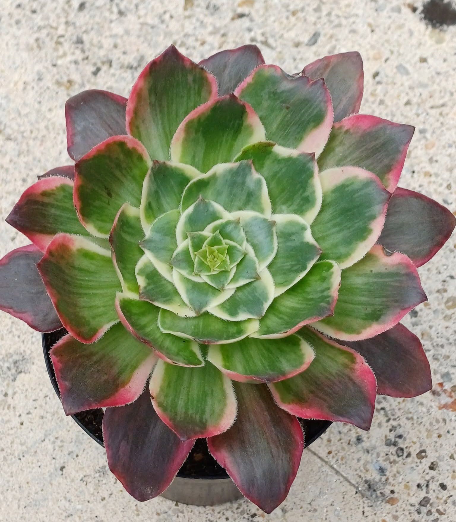 Aeonium &lsquo;Voodoo Devil&rsquo;s Eye&rsquo;