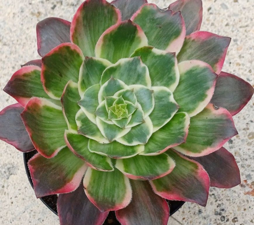 Aeonium Voodoo Devil Eyes
