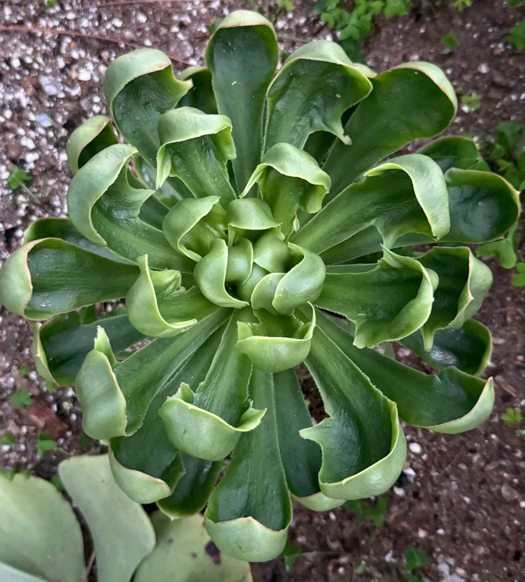 Aeonium Ile du Levant