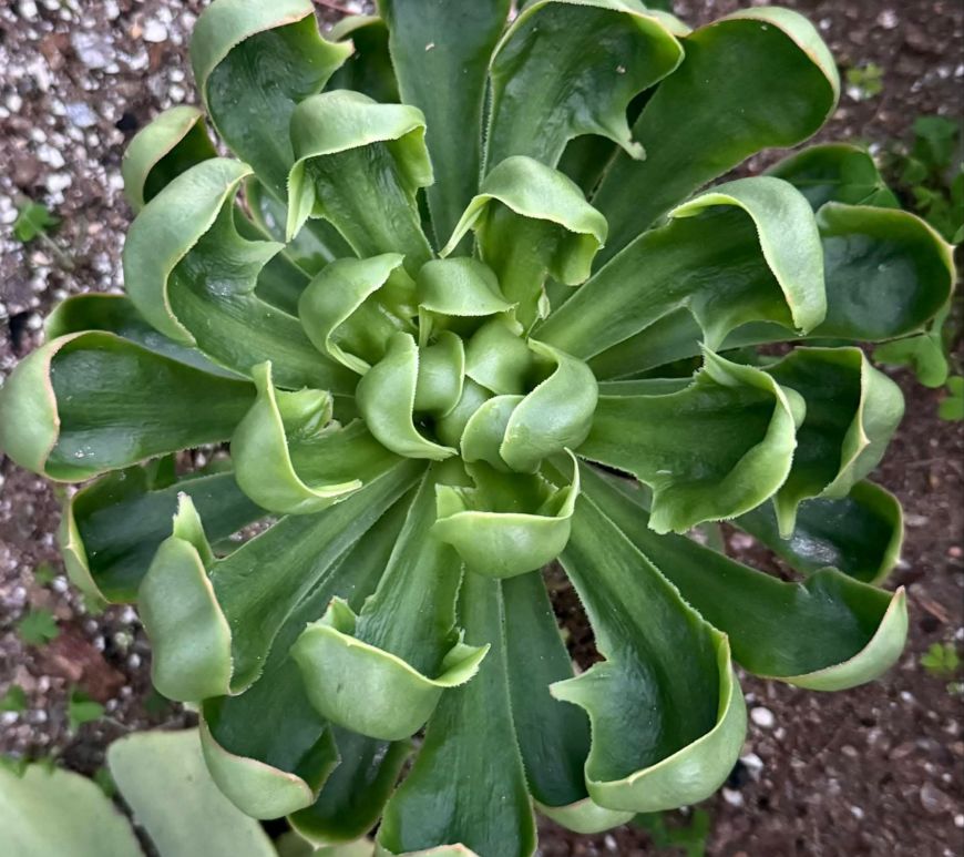 Aeonium Ile du Levant