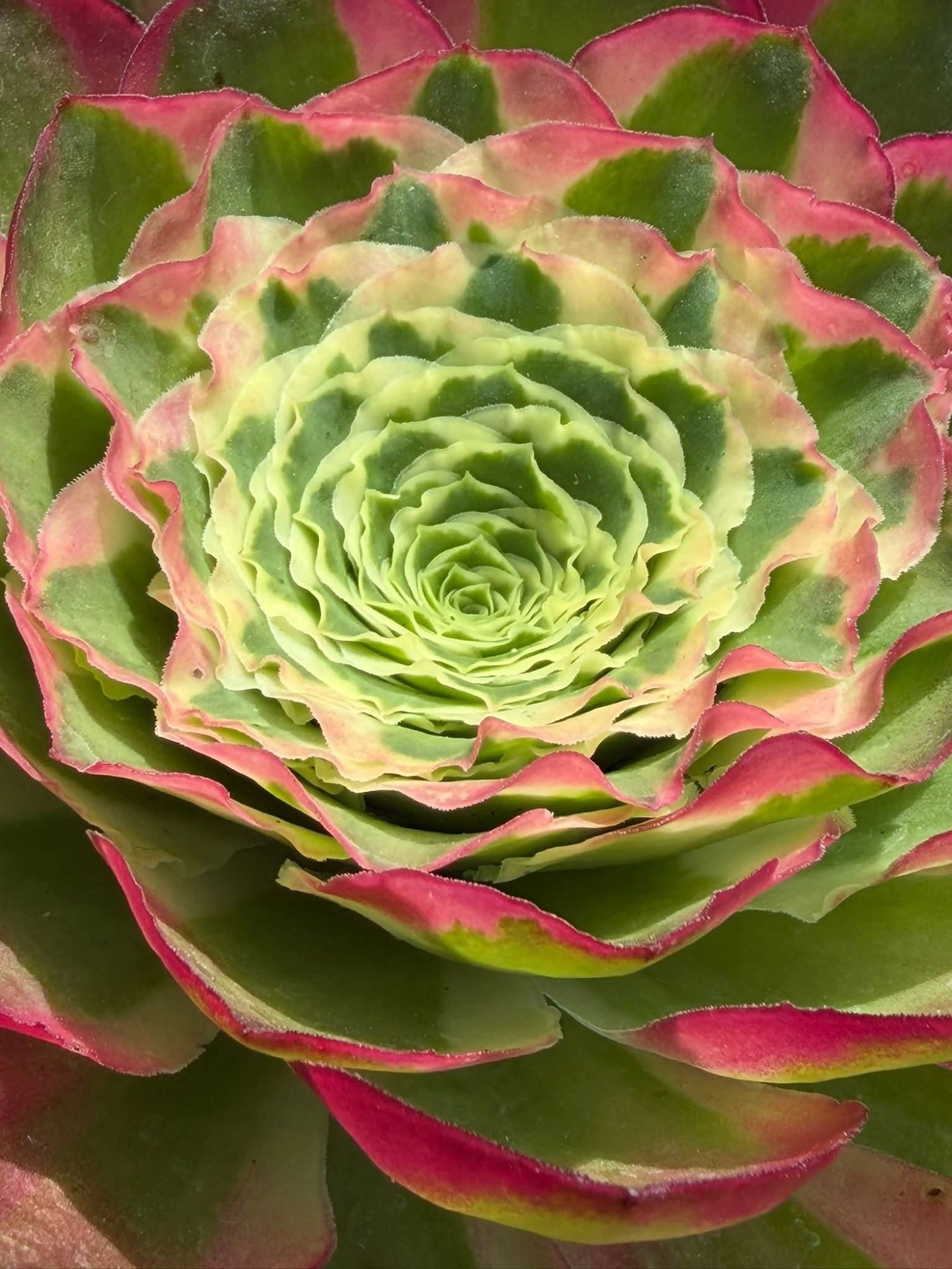 Aeonium &lsquo;Ruyi Lace&rsquo;
