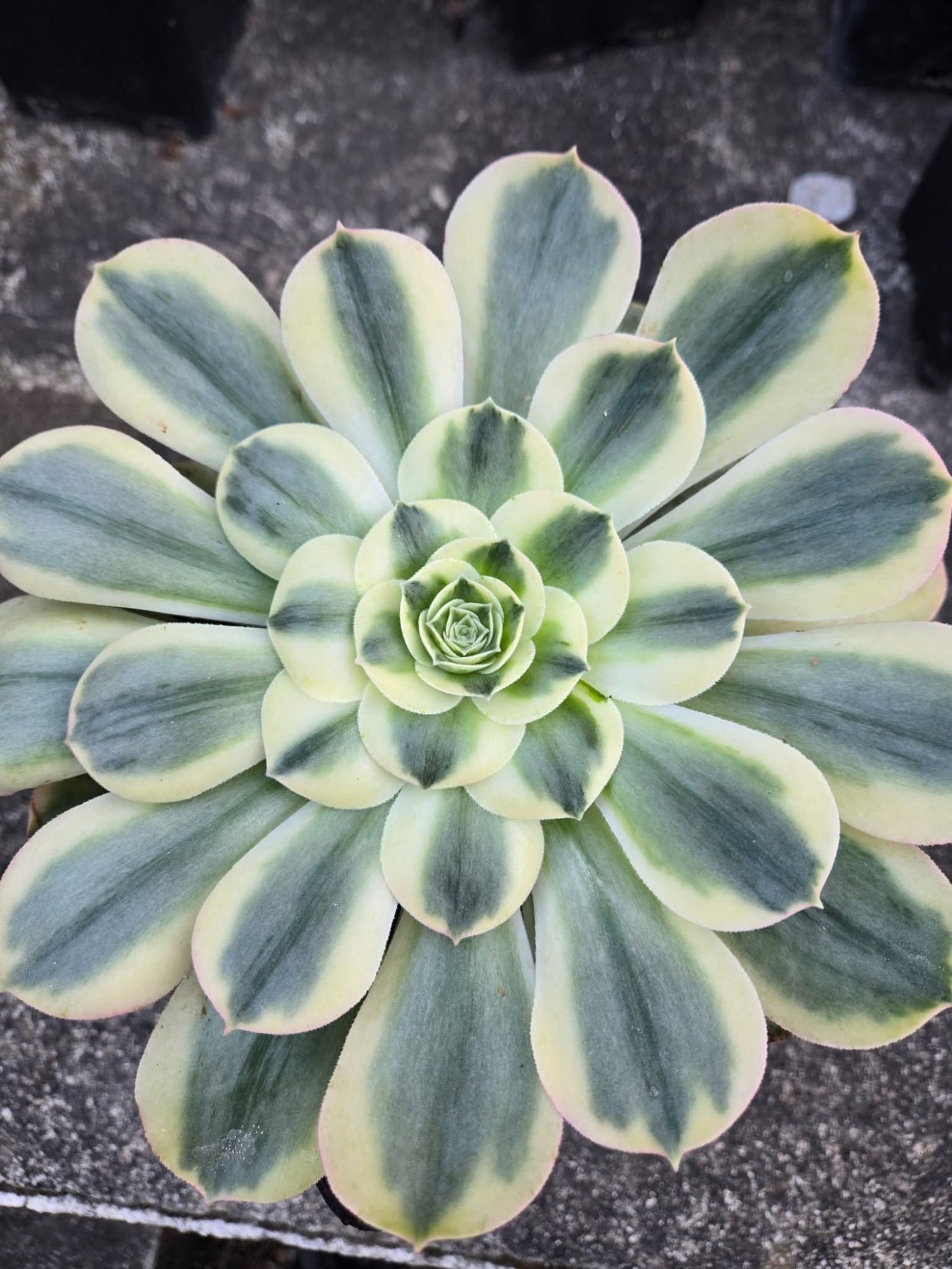 Aeonium &lsquo;Orion White&rsquo;