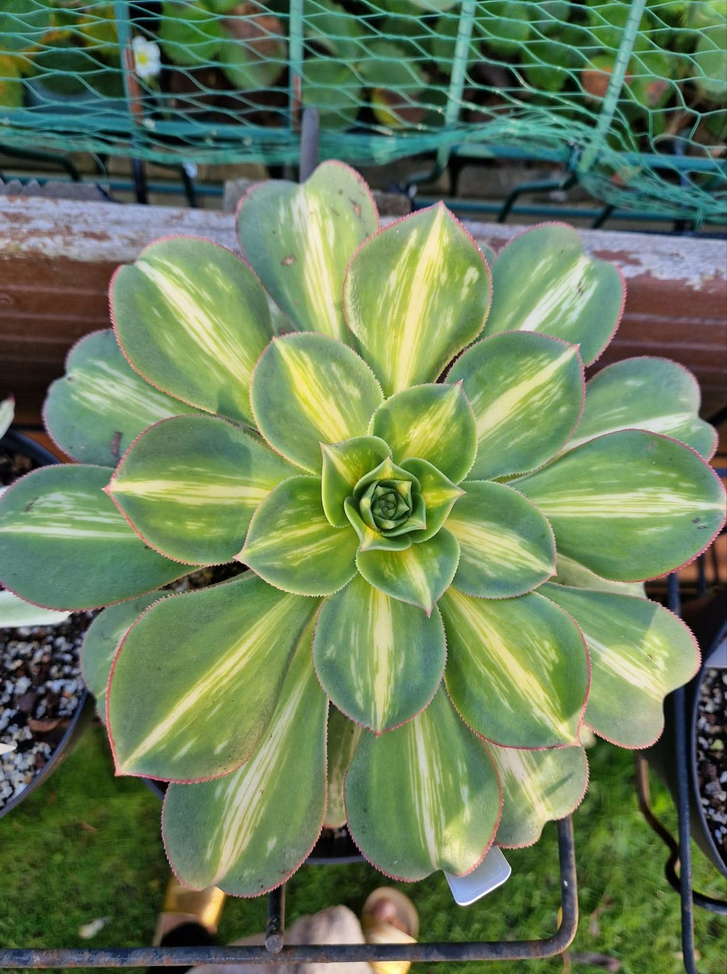 Aeonium &lsquo;Starburst&rsquo;
