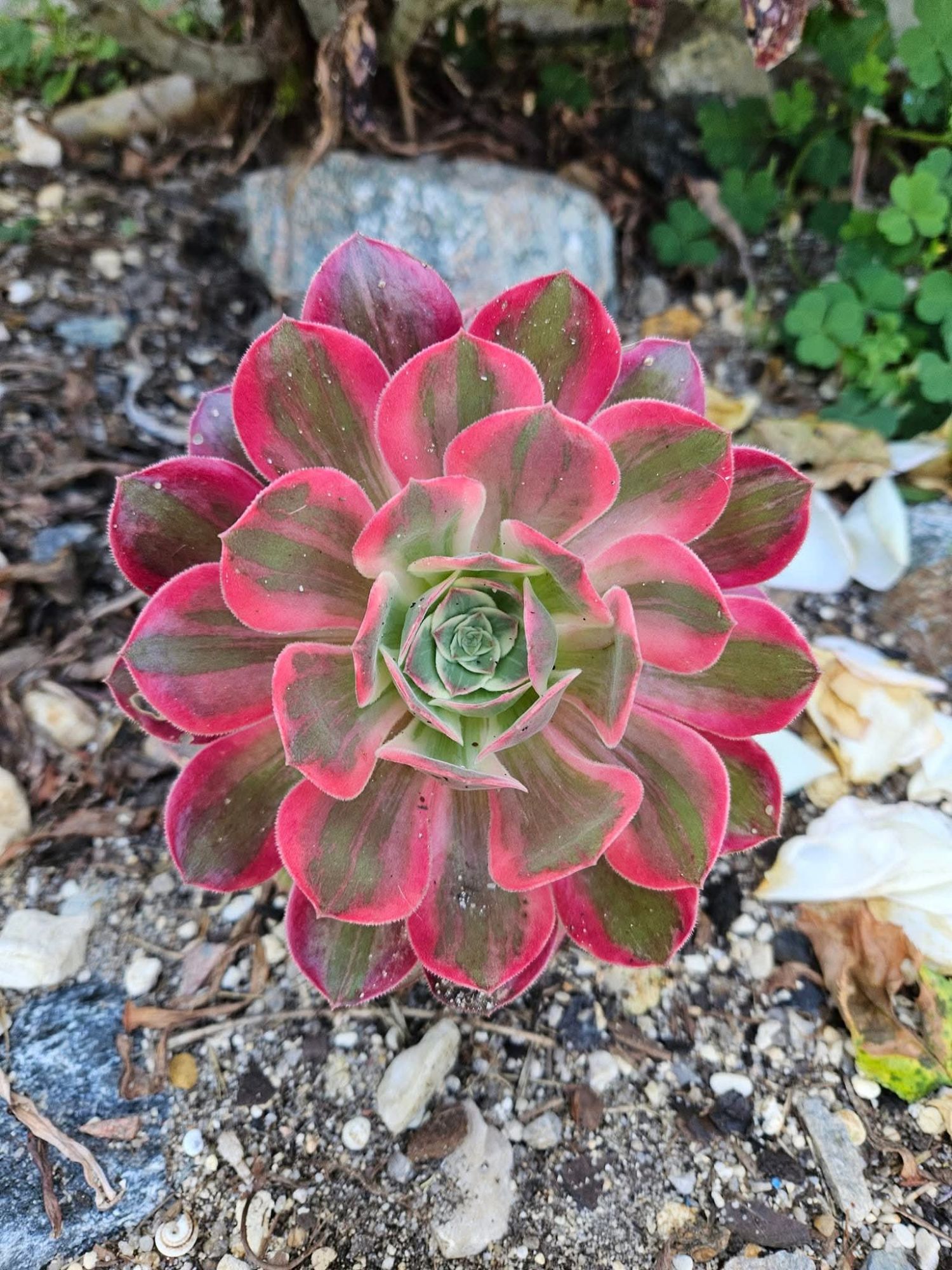Aeonium ‘Pink Witch Silk’