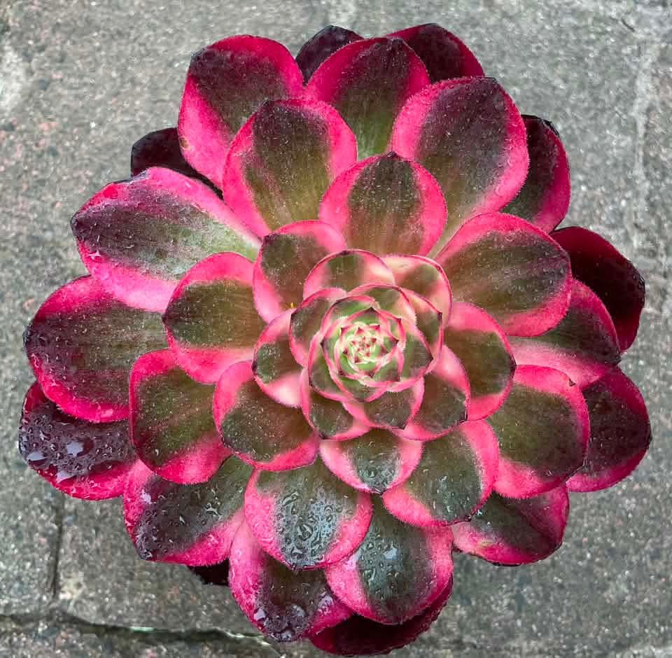 Aeonium Yunhe