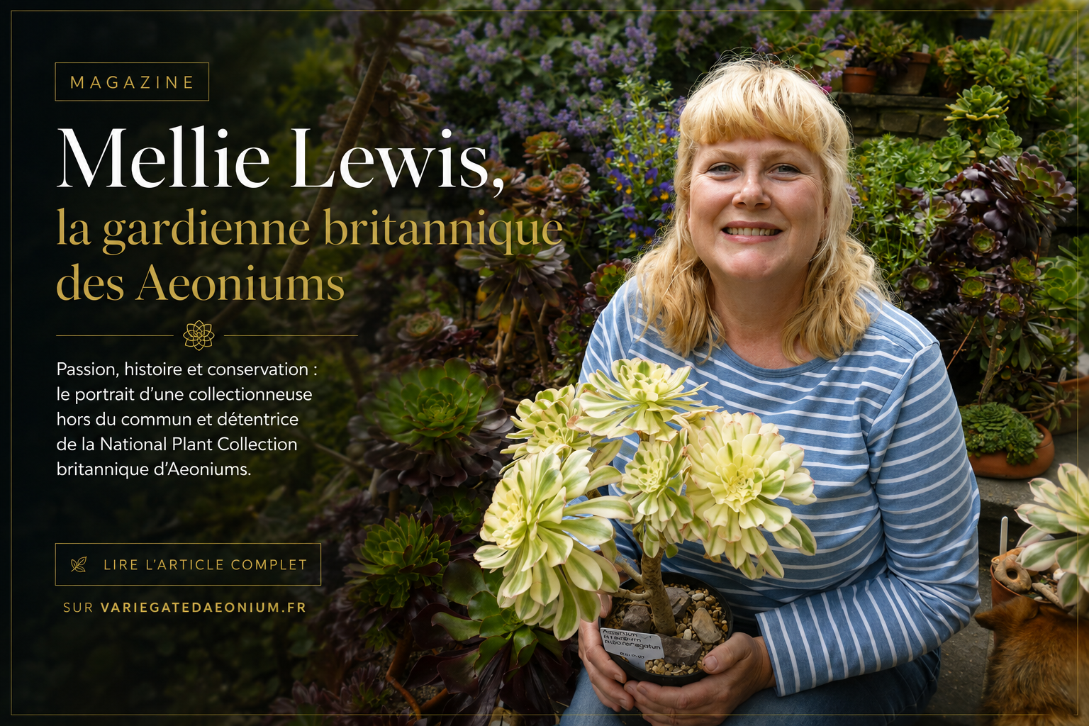 Mellie Lewis, la gardienne britannique des Aeoniums