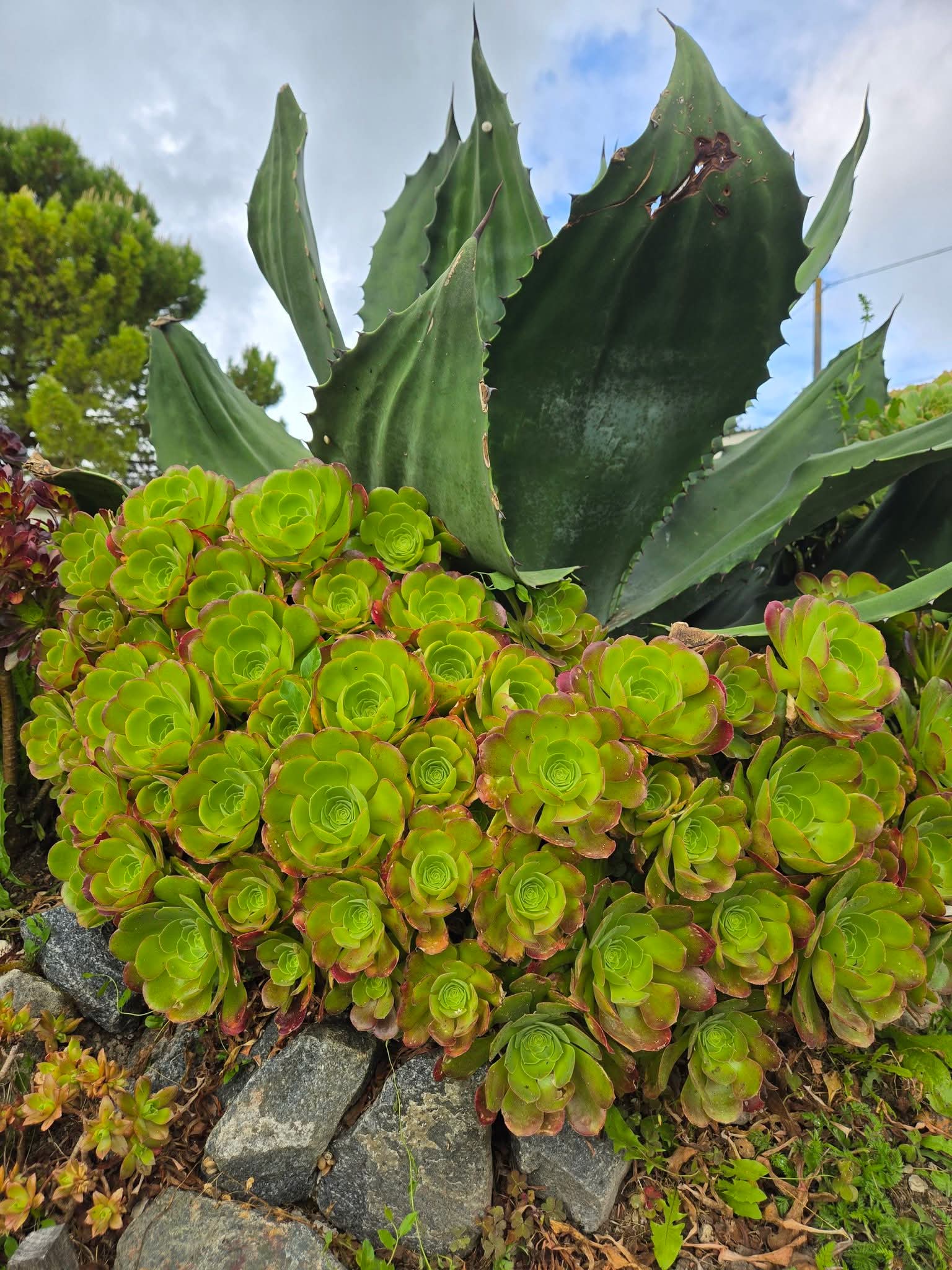 Aeonium &lsquo;Blushing Beauty&rsquo; : Caractérisques et ses variegata