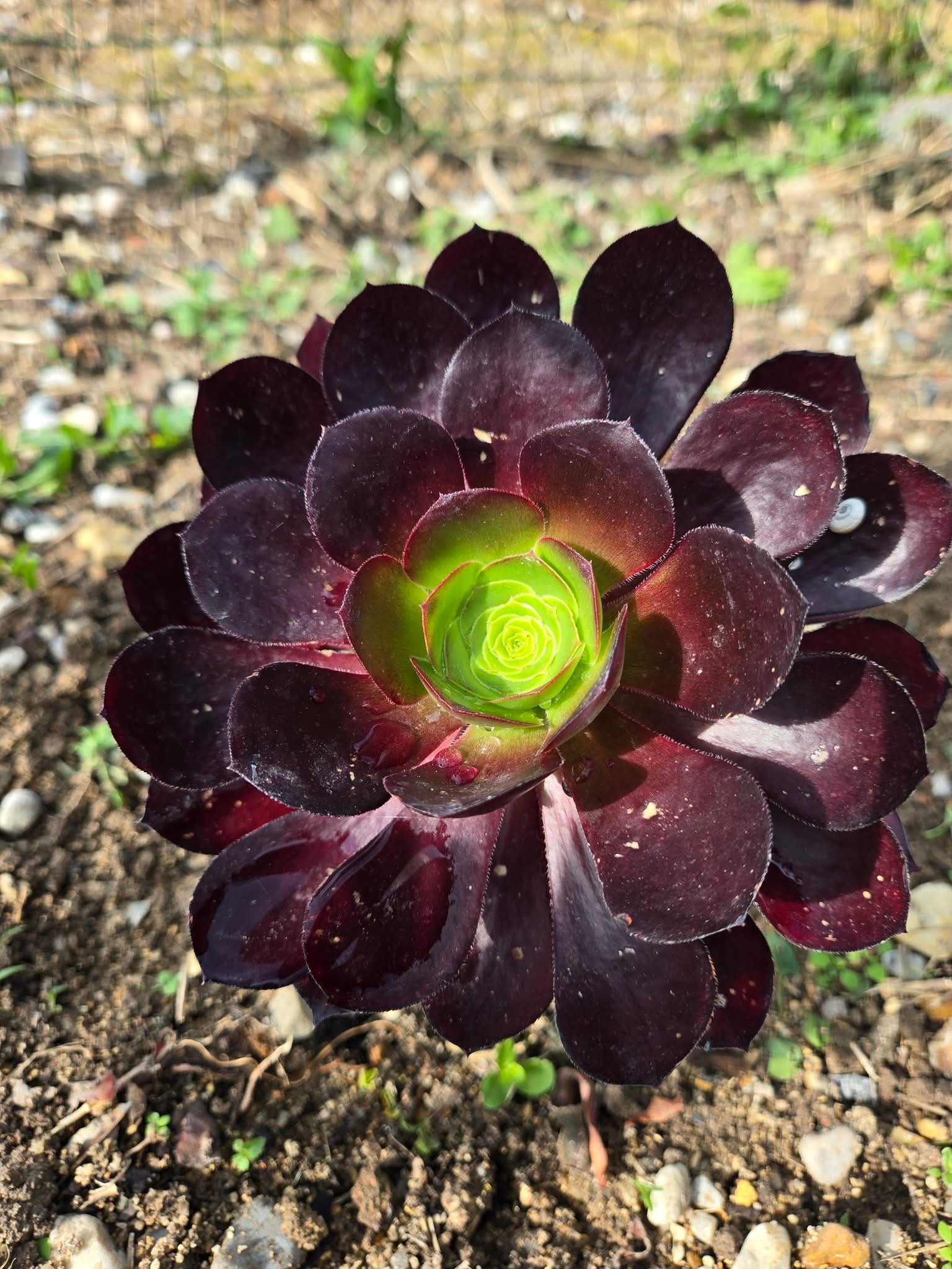 Aeonium &lsquo;Voodoo&rsquo; : Caractéristiques, Origine et Aeoniums variegata
