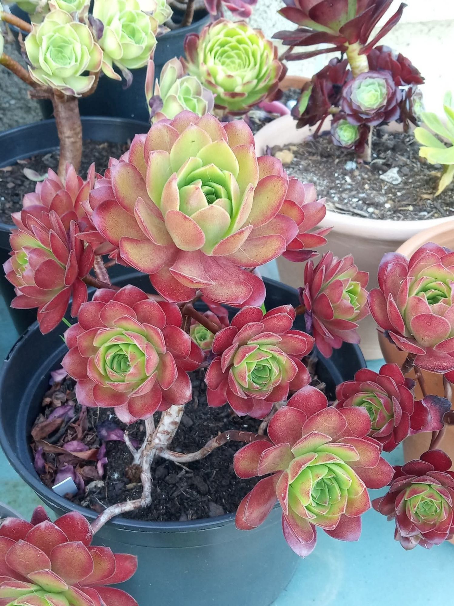 Aeonium Plum Thumb