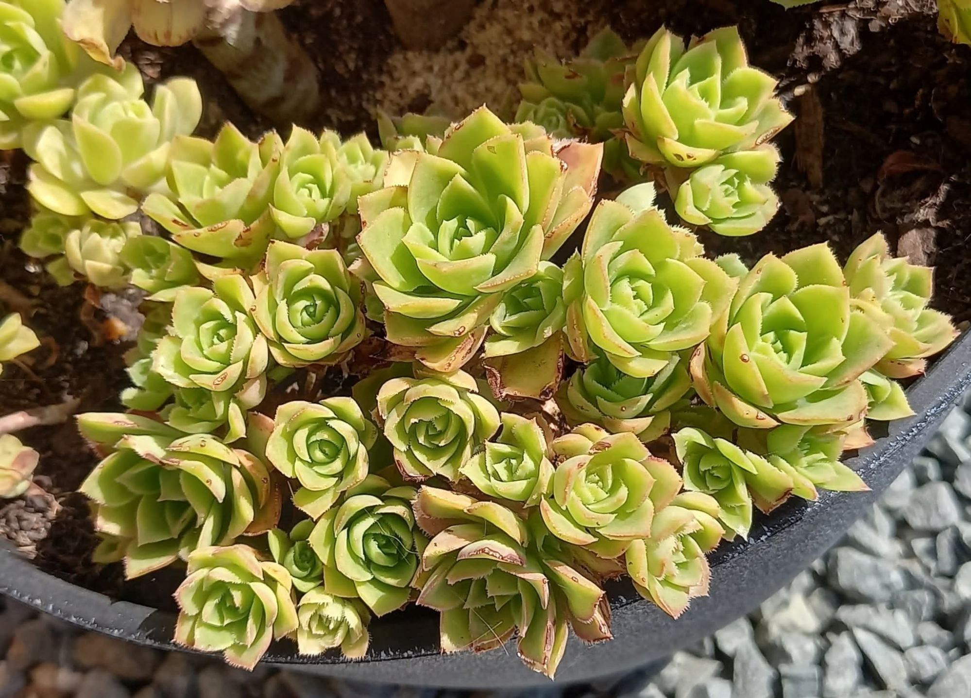 Aeonium ‘Cornish Pixie’