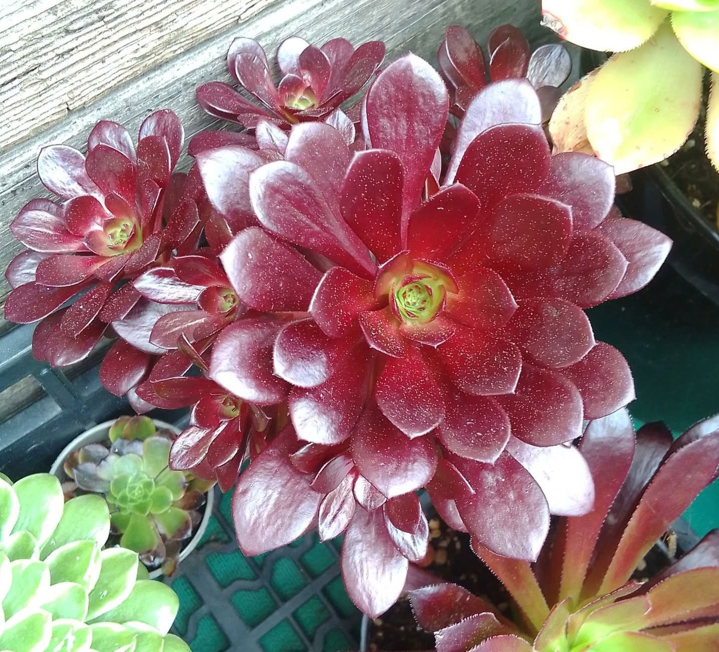Aeonium ‘Rotkäppchen’