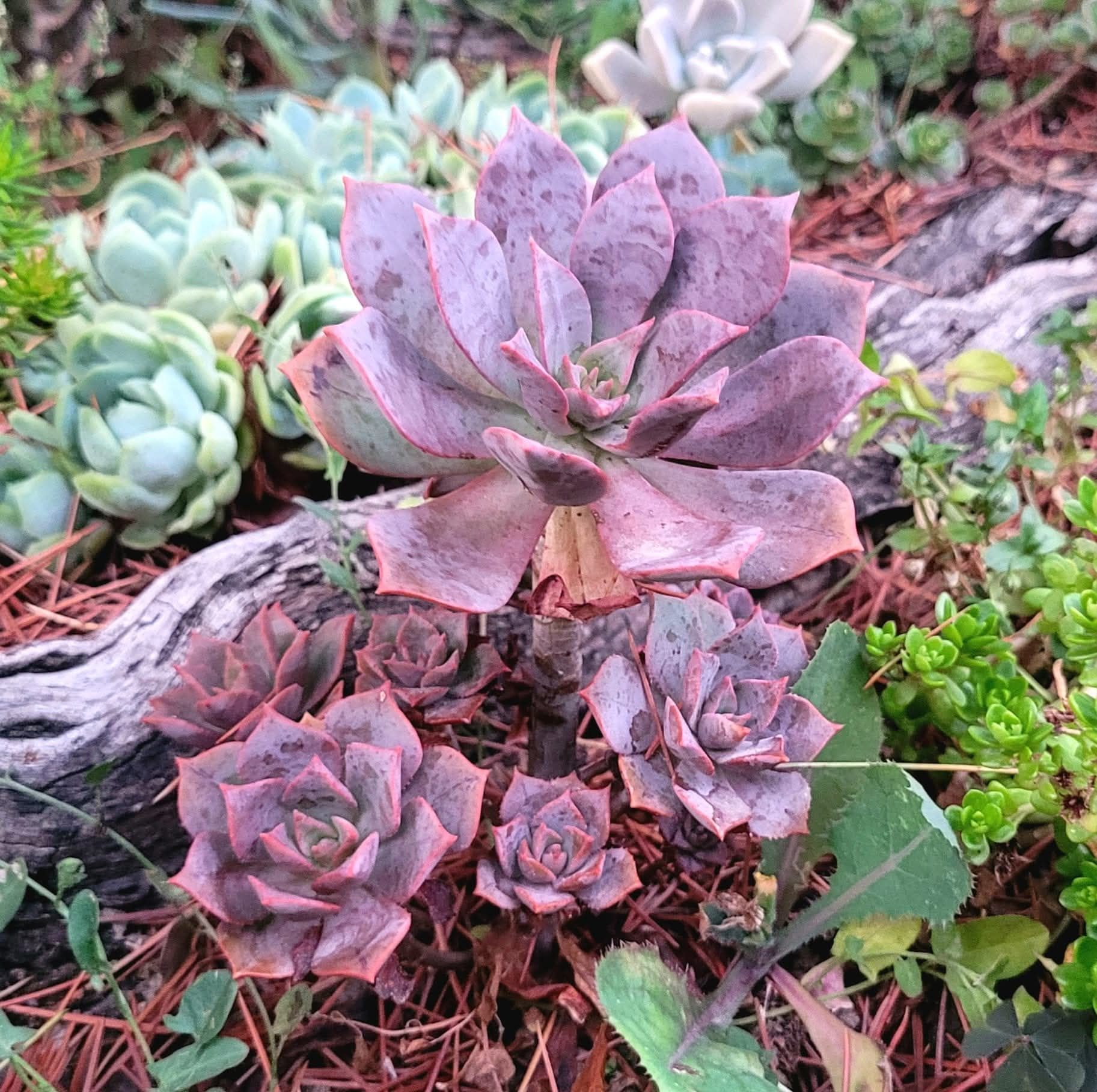 Aeonium Mary Anne Kunkel